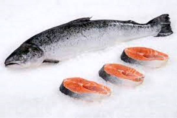 خرید و فروش ماهی سالمون حنوب با شرایط فوق العاده
